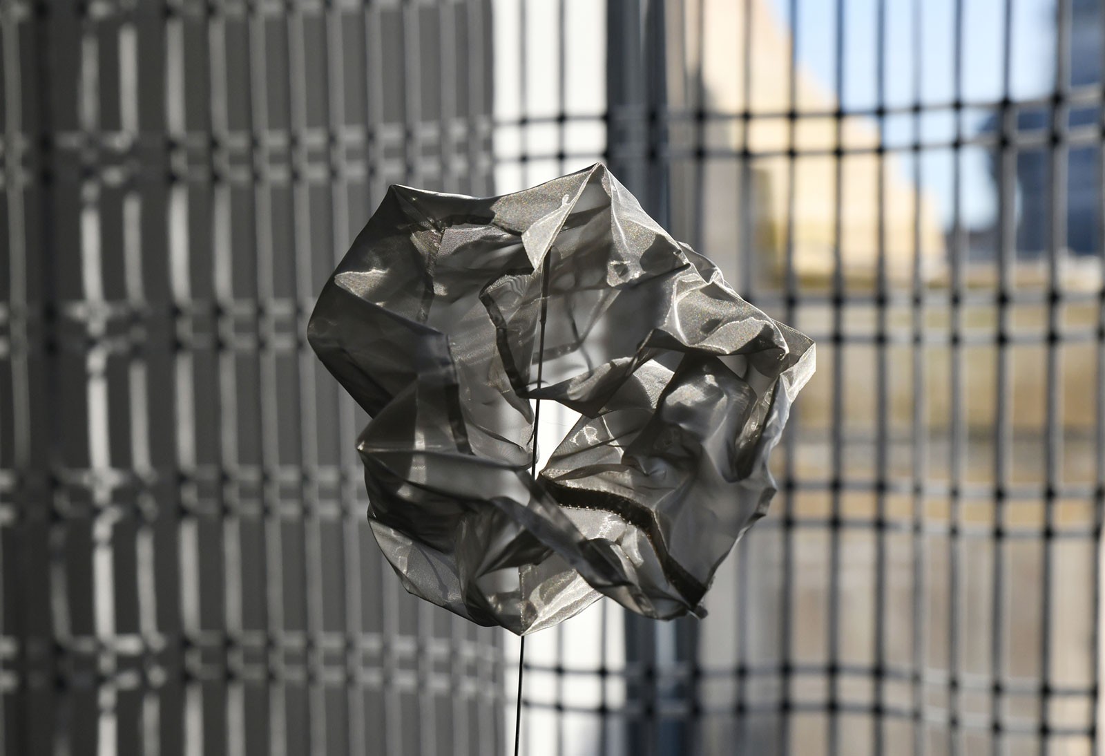 Pascale Lion Hxg 1375